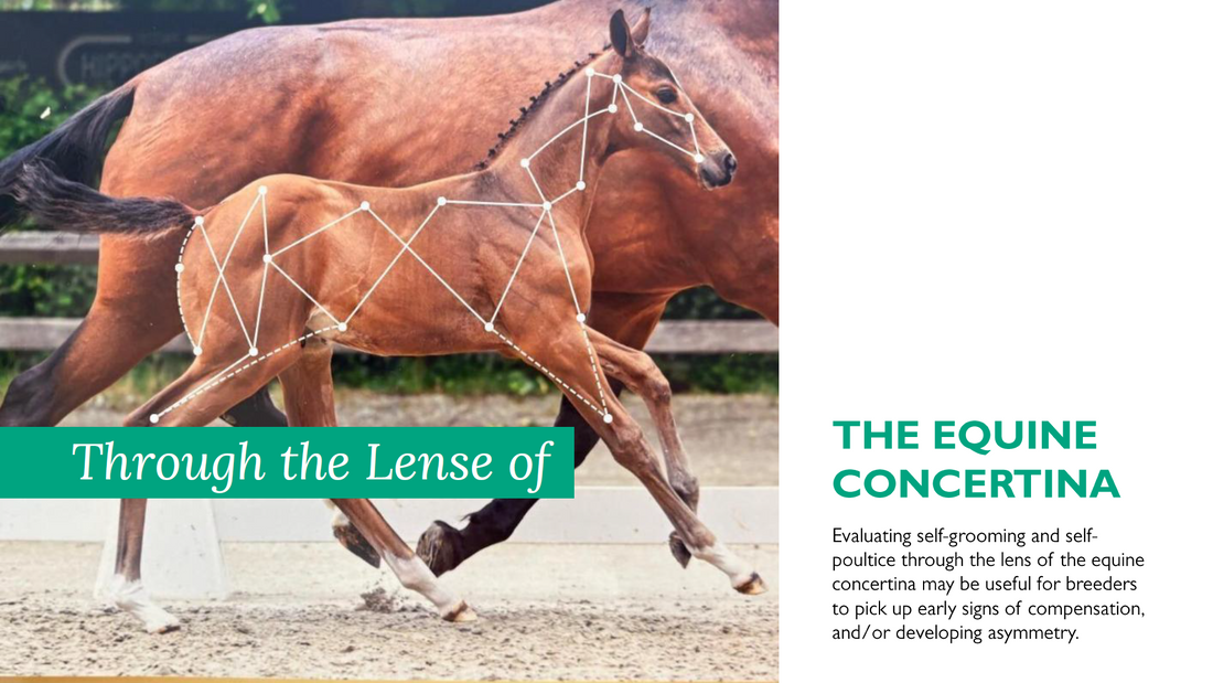 The Equine Concertina