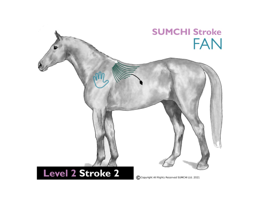 FAN STROKE Level 2 | SUMCHI Technique